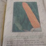 ذرت علوفه دامپروری پارس